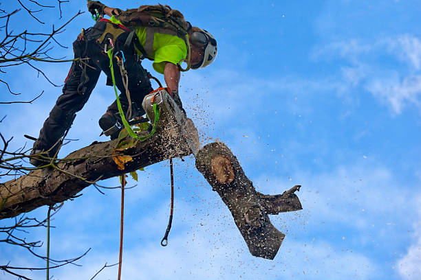 Best Utility Line Clearance  in Fern Prairie, WA