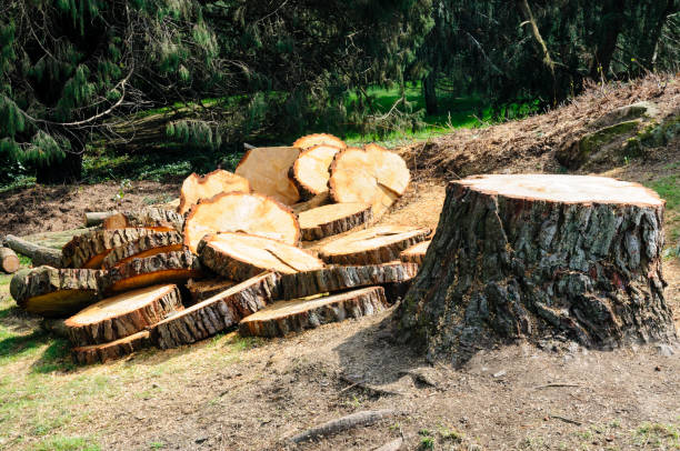  Fern Prairie, WA Tree Removal Services Pros